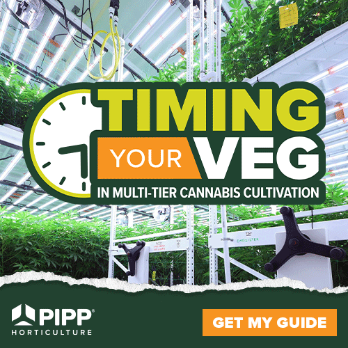 Advertisment: Pipp Horticulture » PIPP Order 87 » CBT ROS 500x500 Lightbox August 2025 » 500x500-Lightbox-Timing-Your-Veg